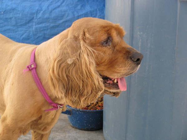 MOLLY BREED: Female Cocker Spaniel AGE: 6 years MOLLY was abandoned by their owners, they were decided to throw her away