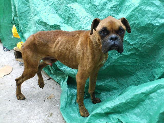 BENITO BREED: Male Boxer AGE: 2 years aprox Benito was abandoned by his family, he was feed from time to time by