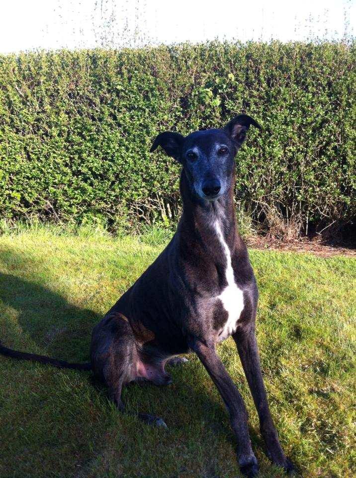 In 2010 he was joined by our lovely Greyhound Lass.