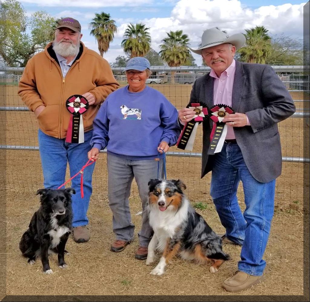 Denim (pup s sire) had a good day, too: 4th place cattle 111 and sheep 106 (finals pts).