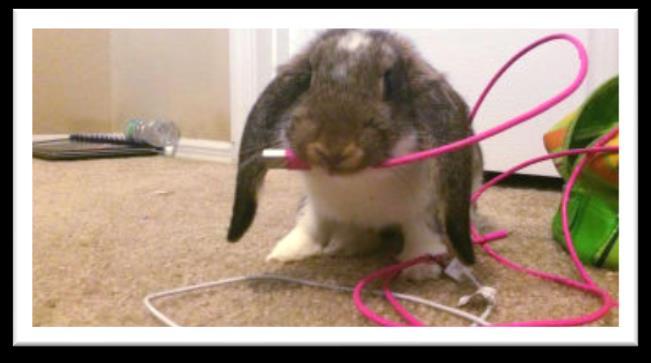 Common Hazards The biggest hazard in the home to rabbits is electrical wiring. Cables seem to be the most tempting thing of all to chew on.