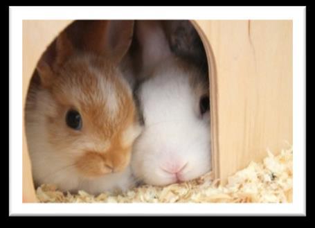 Bunny Behaviour Rabbits are very different in their needs and motivations compared to cats and dogs.