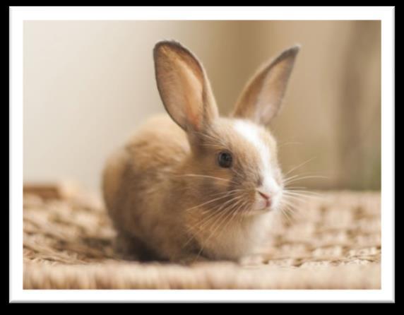 Welcome to your new rabbit Here at Clutha Vets we want to work together with you to keep your new bunny healthy and happy for many years to come.