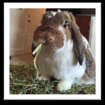 The vast majority (80-90%) of adult rabbits diets should be good quality, fresh timothy or meadow hay.