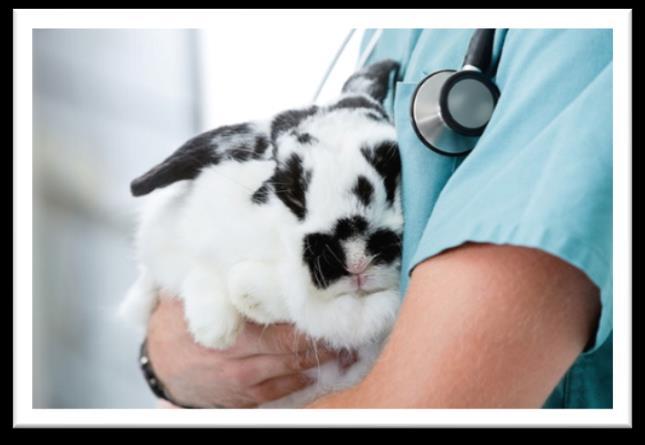 pet rabbits must be vaccinated against the disease.