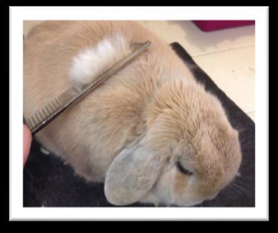 Grooming If your bunny is long haired it is very important to get it used to being brushed. Long hair can become very matted and knotted, causing discomfort.