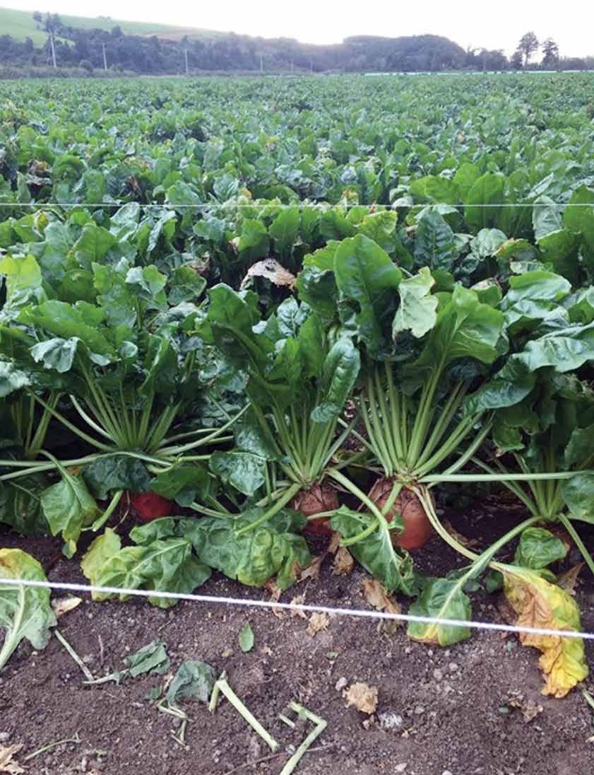 Fodder Beet Feeding It s a complex subject Introduction Fodder beet is now widely grown and fed to sheep and cattle mainly as a winter feed crop on the East Coast of the North Island.
