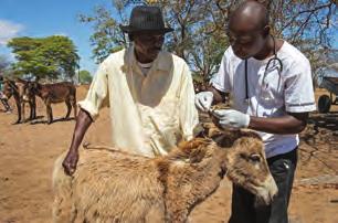 MAURITANIA SIERRA LEONE MALI GHANA EGYPT TUNISIA KENYA JORDAN AFGHANISTAN INDIA ETHIOPIA ZIMBABWE BOTSWANA Long-term veterinary programmes