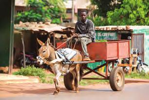 donkeys of Bamako 12 TEACH: Building a more compassionate future 14 Working together: Reaching more animals in need 15 Focus: Rewarding