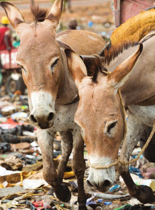 Focus: The rubbish dump donkeys of Bamako Around the world there can be few workplaces as bleak as the rubbish dumps of Bamako.