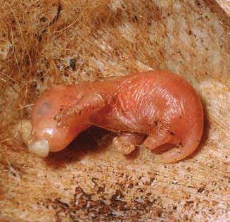 Immediately following birth, the offspring crawl into a pouch made of skin and hair on the outside of the mother s body.