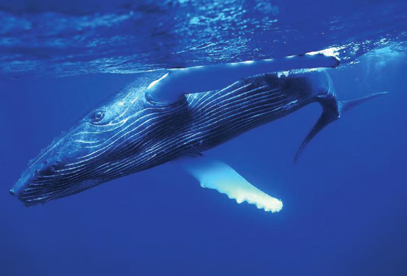 Humpback whale Placental mammals Most mammals living today, including humans, are placental mammals.