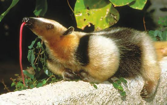Giant anteater Beaver Order Rodentia The gnawing mammals in order Rodentia, called rodents, include the beaver, which is shown in Figure 16, rats, woodchucks, marmots, squirrels, hamsters, and