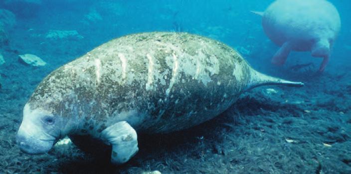 Mammals in this order are herbivorous and most chew cuds as part of their digestive processes. Humpback whale Figure 19 The West Indian manatee is endangered.