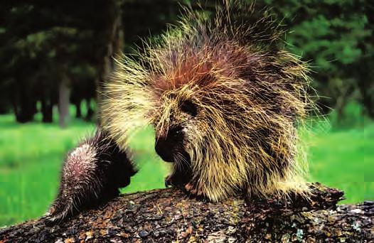 The porcupine in Figure 3 has sharp quills, which are modified hairs, that are easily detached when the animal is threatened by a predator.