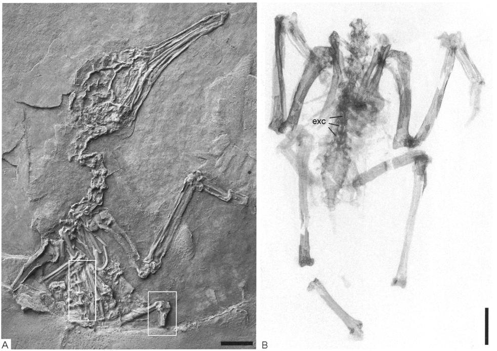 Pumiliornis tessellatus MAYR revisited - new data on an enigmatic Middle Eocene bird 249 Fig. 1. A: Pumiliornis tessellatus MAYR, 1999, holotype (SMF-ME 2092A), coated with ammonium chloride.