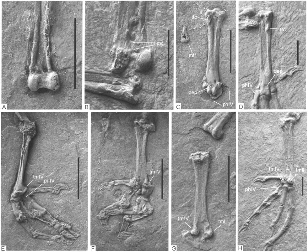 Pumiliornis tessellatus MAYR revisited - new data on an enigmatic Middle Eocene bird 251 Fig. 3. Hindlimb elements of Pumiliomis tessellatus MAYR, 1999 and Eocuculus cf.