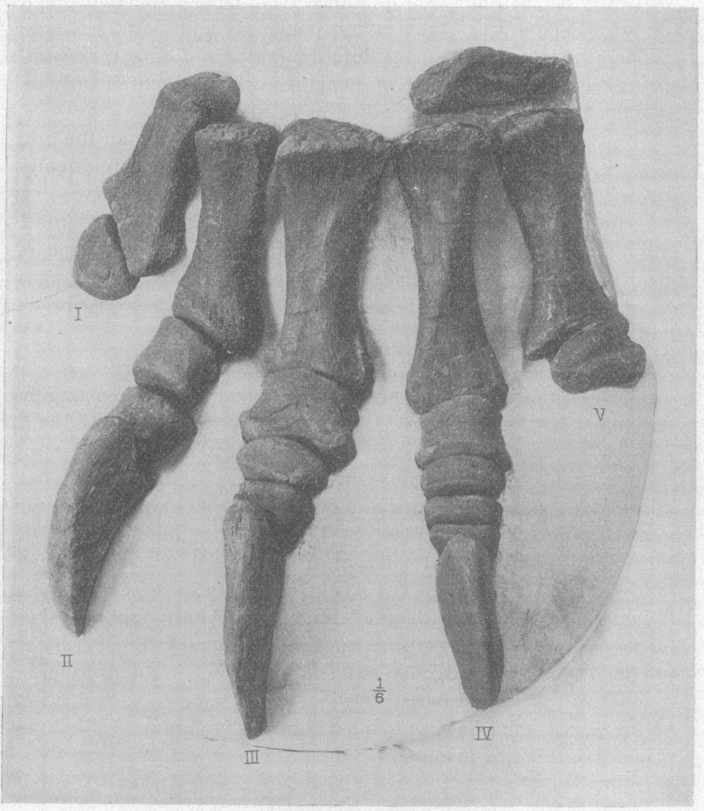 I899.] Osborn, Carnivorous and Herbivorous Dinosaurs. 7 I The large fore foot (No. 268) was found with the metacarpals in position, and the phalanges scattered.