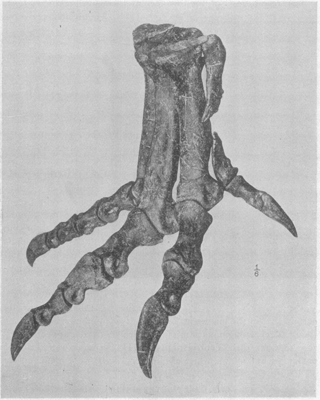 I 899.] Osbor-, Ctarnivorous,.aud Herbivorous Dinosaurs. I67 saurus type. All of the bones of the lower leg and pes belong to one individual, excepting the terminal claws I and II.