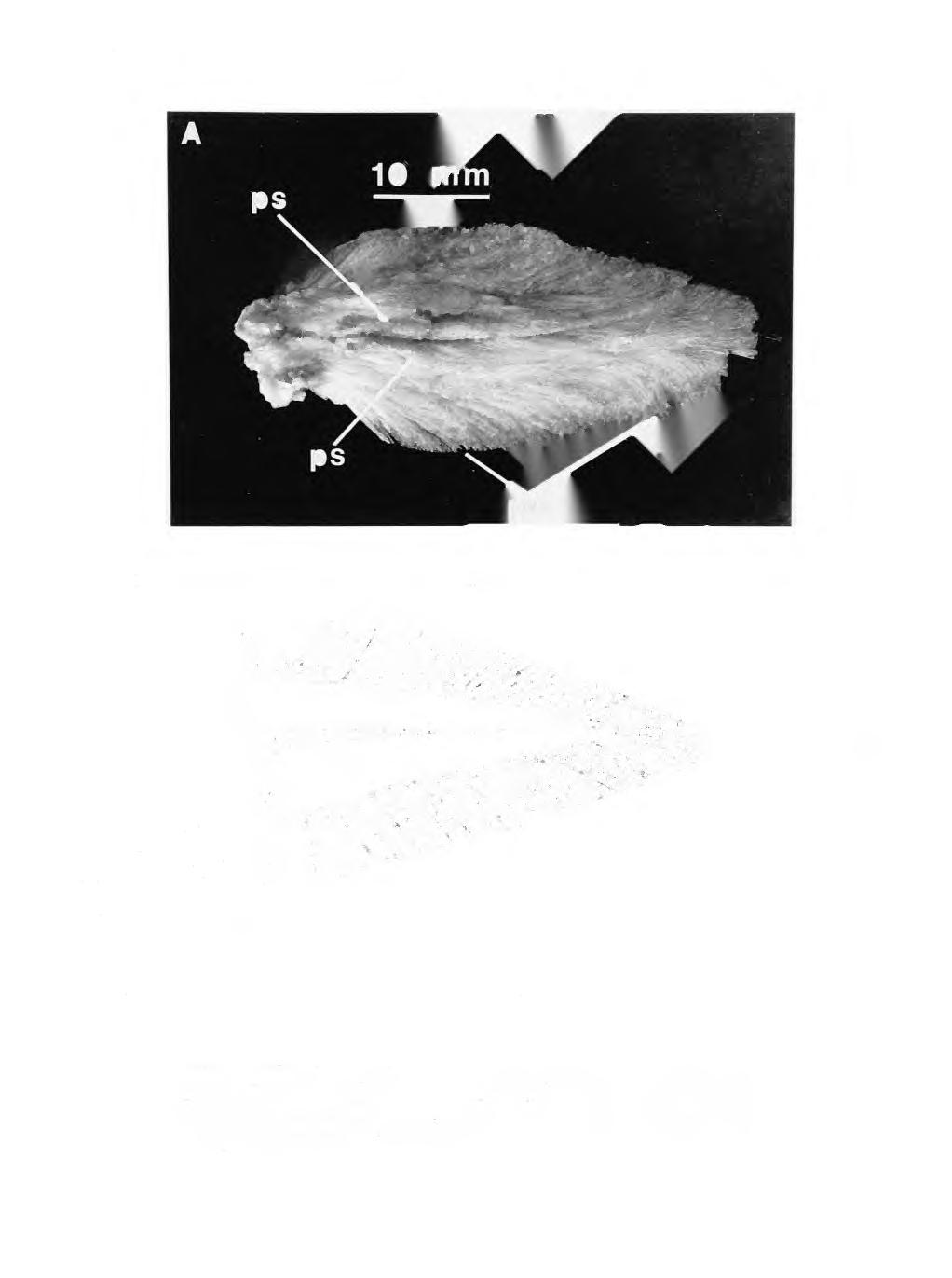 NUMBER 81 19 FIGURE 12. Coalesced pelvic fins (operculum ani) in adult specimens of Luvarus: A, L.