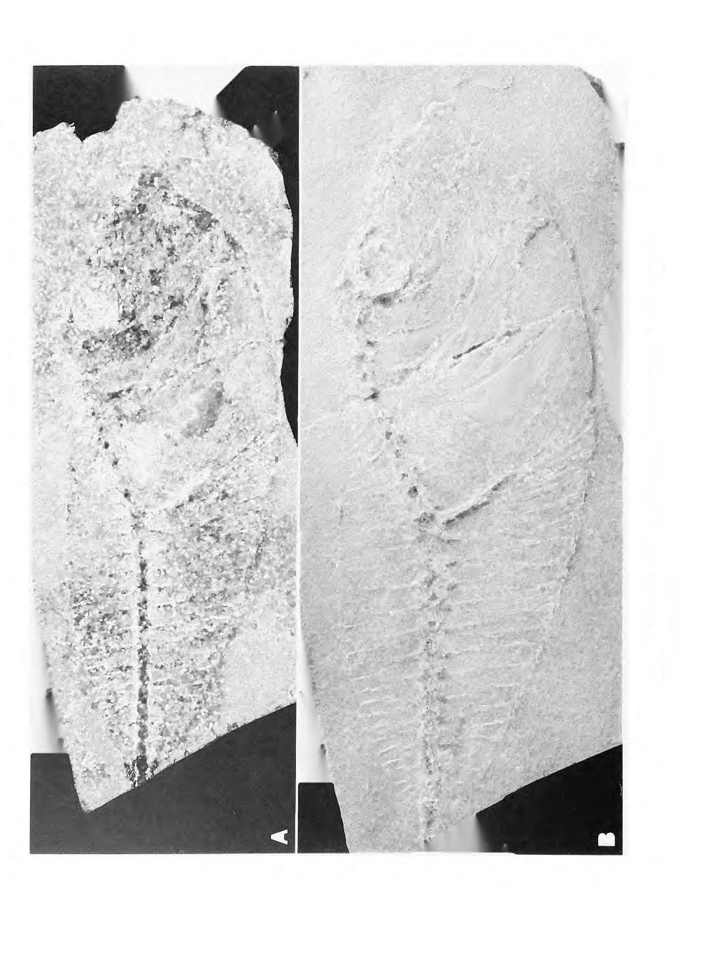 22 SMITHSONIAN CONTRIBUTIONS TO PALEOBIOLOGY "3 (N