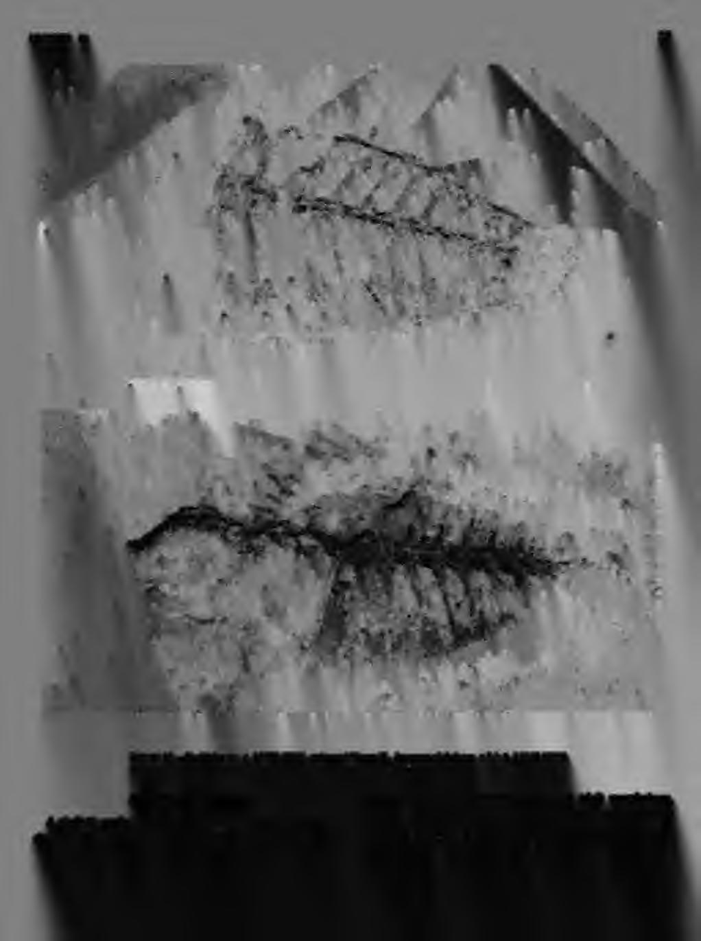 1; B, LUVP 12010, estimated 93 mm SL, fragment of skeleton, x 2.