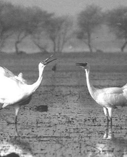 fly legs wade marshes seeds Farmers think cranes are pests because and seeds cranes eat farmers crops. B. Write the answer to each question. 1. What are the five continents that cranes live on?