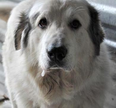 Case 15-1393: Moose, canine, 5 years abandoned in fenced area at KHS Arrived: December 3, 2015 Condition: Underweight, in need of dental care Time spent in care of KHS: 11 weeks Found loving forever