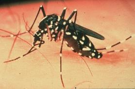 Flight Range Mosquito Habits Aedes albopictus - less than 200 yards The Asian