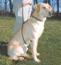 TRAINING EZ Trainer Lead/Leash The EZ Trainer Lead/Leash was designed in cooperation with a leading dog trainer of