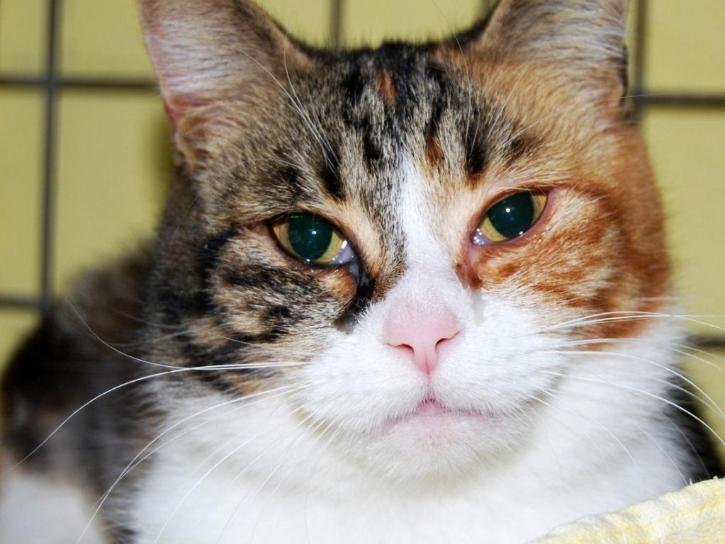 C AT S W I T H F L U Many cats succumb to flu when stressed in a pound/shelter