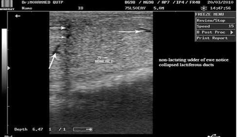 Normal non-lactating teat of ewe appeared without the non-echoic lumen and the two inner