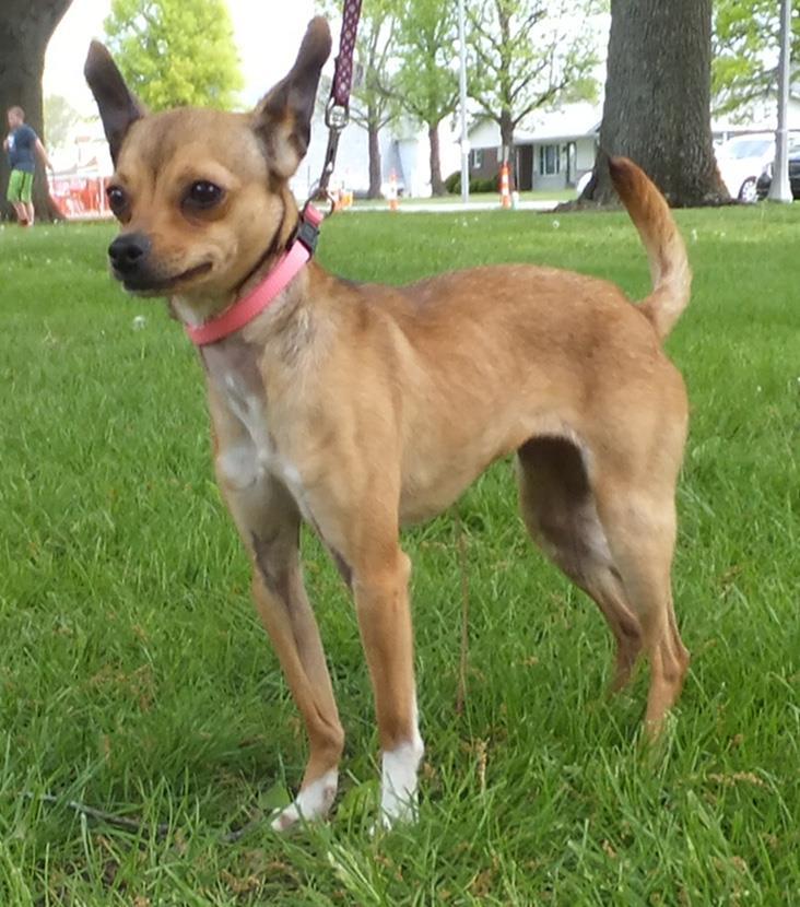 PET CONNECTIONS! AVAILABLE DOGS WHAT S WAGGIN In the Clinton County Humane Society AVAILABLE CATS Bella, one-year-old Chihuahua, is a little on the shy side with new people.