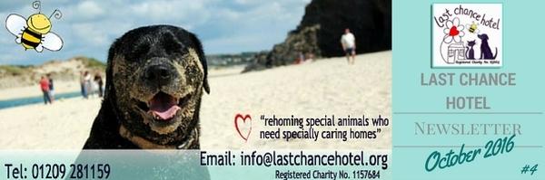 Welcome to Last Chance Hotel's Newsletter Last Chance Hotel Animal Rescue & Rehome Misty Autumn mornings, darker evenings, and Halloween approaching.