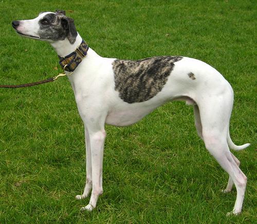 Dogs bred as sighthounds -