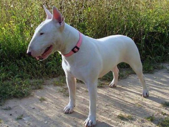 Bull Terrier Today s Bull Terrier has been seriously impaired