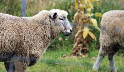 Sheep Pneumonia Mark Matthews BVSc There are 2 types of pneumonia that affect sheep in NZ 1 Chronic non progressive pneumonia (CNPP) 2 Acute progressive pneumonia is seen in sheep of all ages but