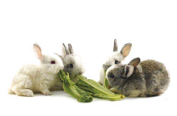 Section 2 - Diet Make sure your rabbit has a balanced diet that meets its nutritional needs. Your rabbit must have access to fresh clean water at all times and a wellbalanced diet.