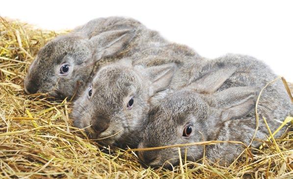 Section 4 - Company Make sure your rabbit s social needs are met. Socialisation Rabbits are social animals and should ideally be kept with another rabbit.