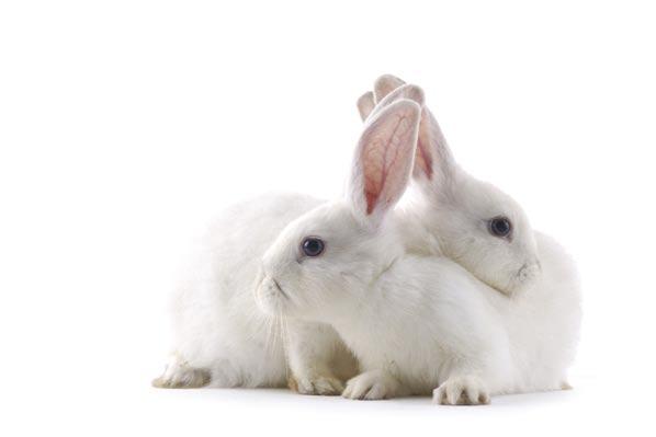 Introducing and keeping rabbits together 4.11 A successful relationship between two rabbits will depend on a number of important factors.