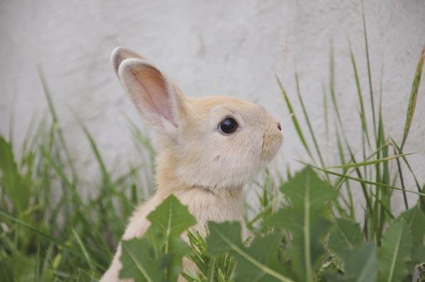 5.7 Rabbits are prey animals and, to avoid attracting attention from predators, they often do not look ill until they are very unwell. They can become worse very quickly, so you need to act promptly.