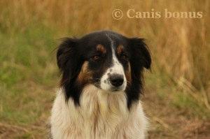 For all your dog writing needs http://www.canisbonus.com A dog home means dog hairs (even low shedders) and dog smells.