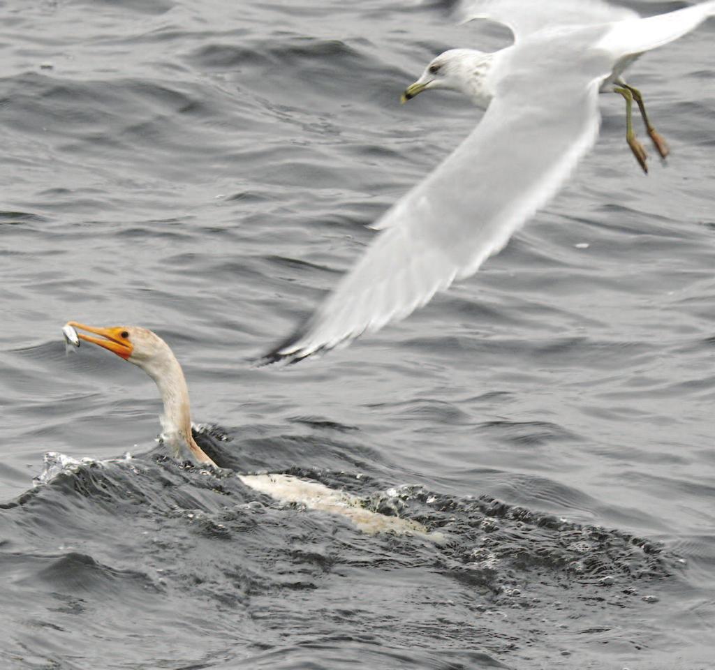 Figure 6. Ring-billed Gull attempts to steal a fish. 9 October 2018. Photo: Jean Iron they could also probably see it below the surface.