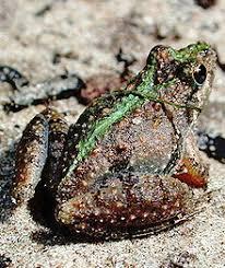 Station 8 1. What is the common name of this frog? (1) Cricket frog 2. What is the highest point in the range of the southern cricket frog? (1) Virginia 3.
