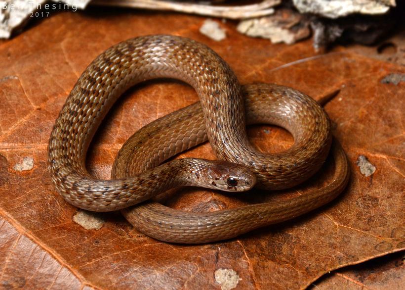 Station 9 1. What is the common name of this snake? (1) brown snake 2. Who is the genus of this snake named after? (1) David Humphreys Storer 3.