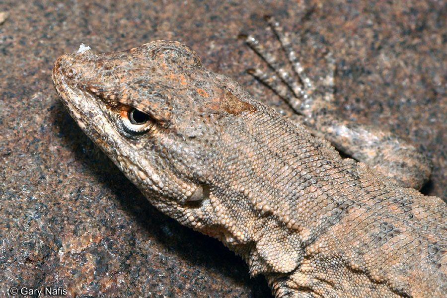 Station 10 1. What is the genus of this animal? (1) Urosaurus/Uta 2. How long does a clutch of eggs of this lizard take to develop? (1) 30 days 3.