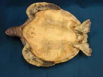 Station 11 1. What is the family of this turtle? (1) Cheloniidae 2. What is special about this turtle s carapace? (1) soft, leathery, lacks scutes 3. In which waters does mating take place?