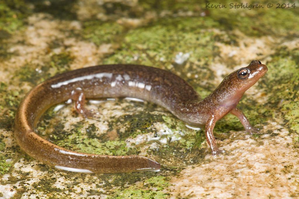 Station 18 1. What is the genus of this salamander? (1) Eurycea 2. What is an alternative name (besides its common name) for some members of this genus? (1) cave salamanders 3.