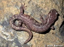 Station 19 1. What is the family of this salamander? (1) Aneides 2. What is the common name of the species of this genus that is found in the East Coast? (1) green salamander 3.