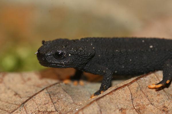 Station 1 1. What is the family of this salamander? (1) Salamandridae 2. What is the range of this family? (1) the whole Northern Hemisphere 3. What is true about this salamander s sense of direction?